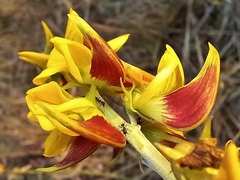 Crotalaria rogersii image