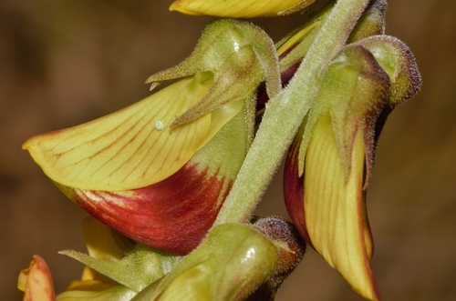 Crotalaria rogersii