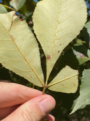 Carya texana