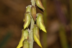 Crotalaria rogersii image