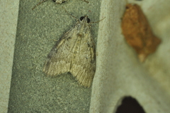 Pococera asperatella