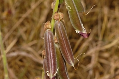 Crotalaria rogersii image