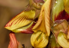 Crotalaria rogersii image