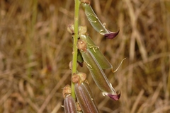 Crotalaria rogersii image