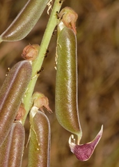 Crotalaria rogersii image