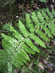 Polystichum braunii