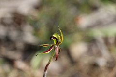 Caladenia toxochila
