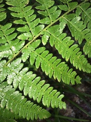 Polystichum braunii