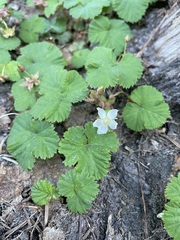Rubus lasiococcus