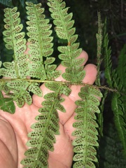 Polystichum braunii