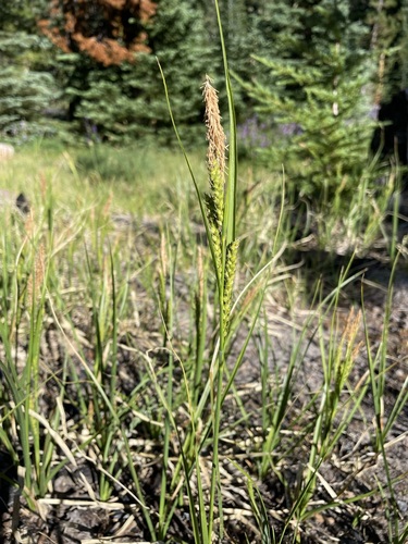 Image of Carex halliana by (c) Matt Berger, some rights reserved (CC BY)