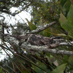 Bradypodion damaranum