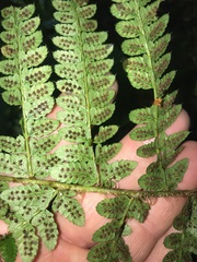 Polystichum braunii