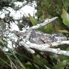 Bradypodion damaranum