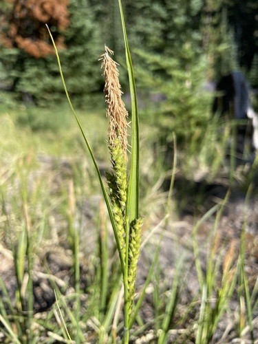 Image of Carex halliana by (c) Matt Berger, some rights reserved (CC BY)