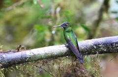 Heliodoxa leadbeateri