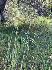 Vahlodea atropurpurea