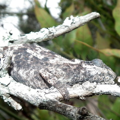 Bradypodion damaranum