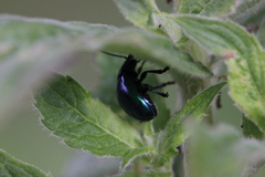Chrysolina coerulans
