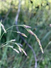 Vahlodea atropurpurea