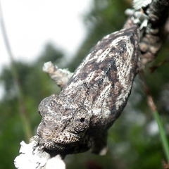 Bradypodion damaranum