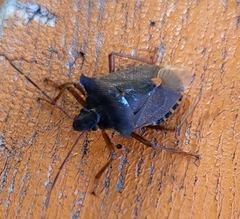 Pentatoma rufipes