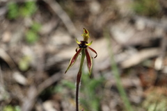Caladenia toxochila