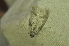 Pococera asperatella