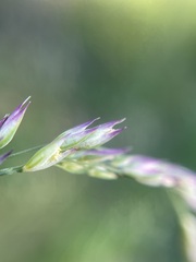 Vahlodea atropurpurea