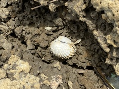 Tegillarca granosa