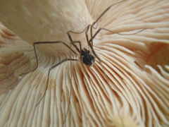Mitopus morio