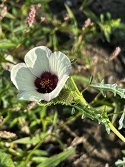Hibiscus trionum