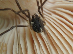Mitopus morio