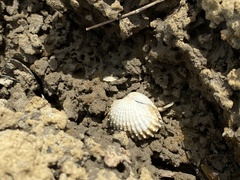 Tegillarca granosa