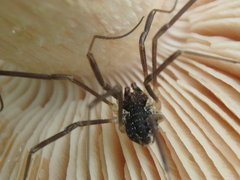 Mitopus morio