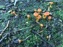 Hygrocybe