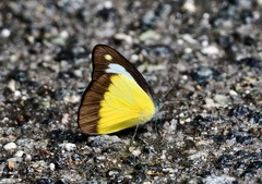 Appias lyncida