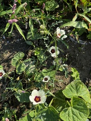 Hibiscus trionum