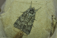 Acronicta impressa
