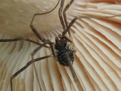 Mitopus morio