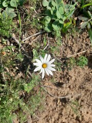 Dimorphotheca pluvialis