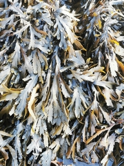 Fucus serratus
