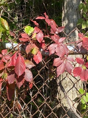 Parthenocissus