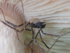 Mitopus morio