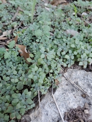 Parietaria pensylvanica