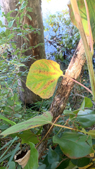 Phyllosticta hibiscina