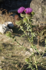 Cirsium ciliatum