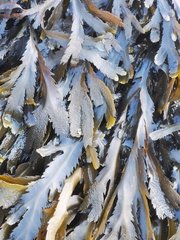 Fucus serratus