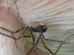 Mitopus morio