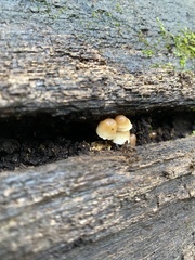 Mycena galericulata
